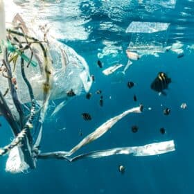 De opkomst van plasticvrije disposables Een stap naar een duurzamere toekomst