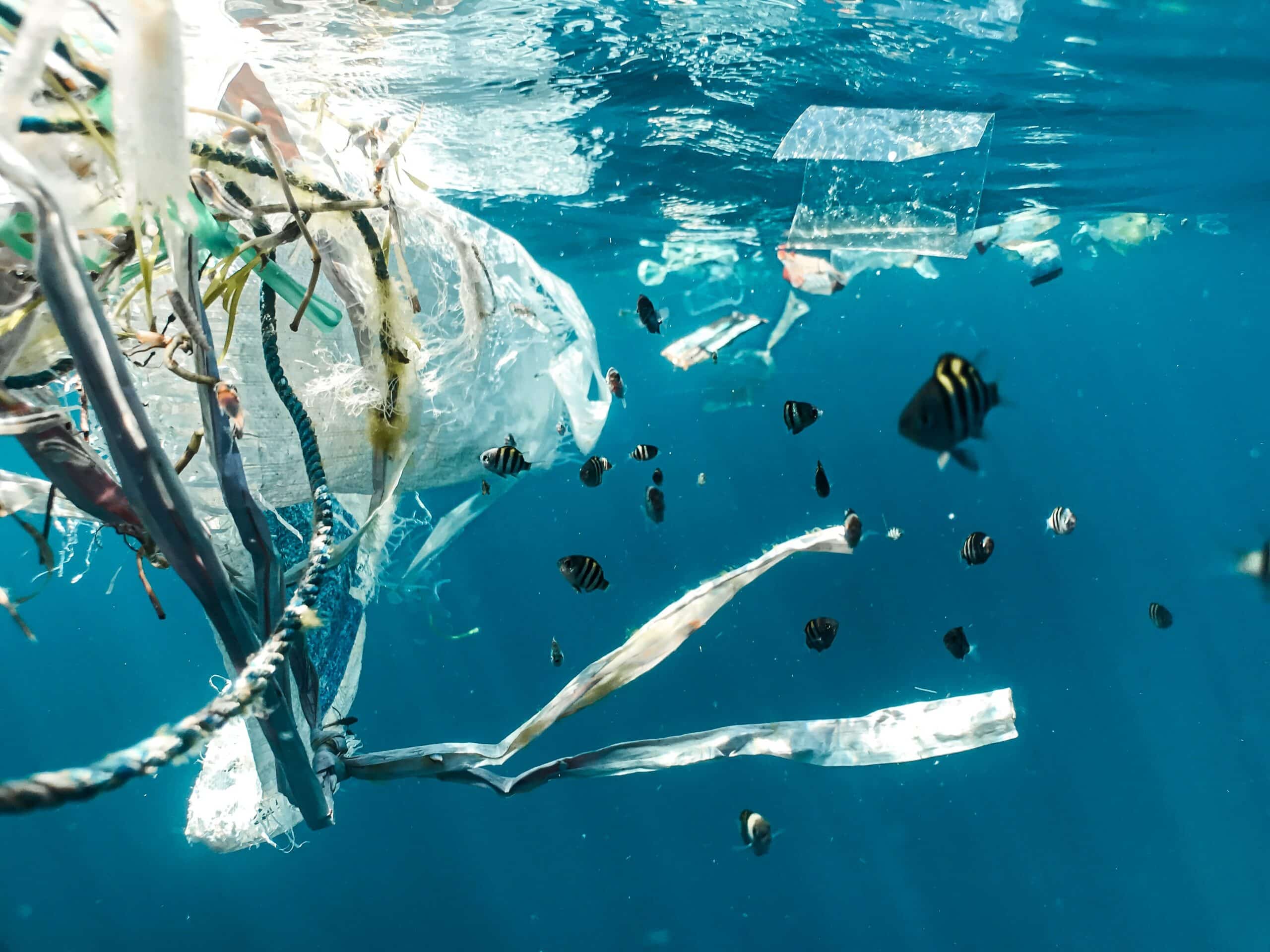 De opkomst van plasticvrije disposables Een stap naar een duurzamere toekomst